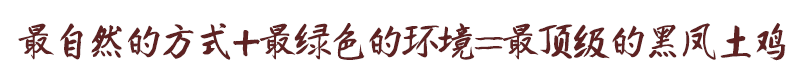 自然的方式+绿色的环境=土生土长的黑凤土鸡