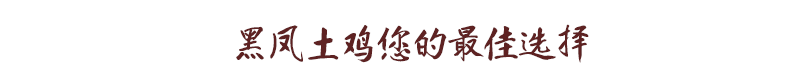 黑凤土鸡您的理想选择