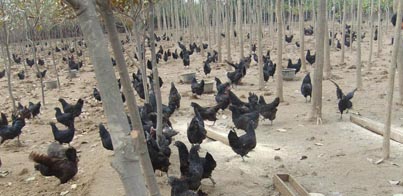 黑凤鸡的养殖环境，为生产无公害生态蛋